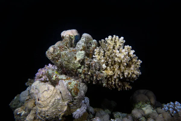 Широкоугольный Вид Великолепные Коралловые Образования Красном Море Египет — стоковое фото