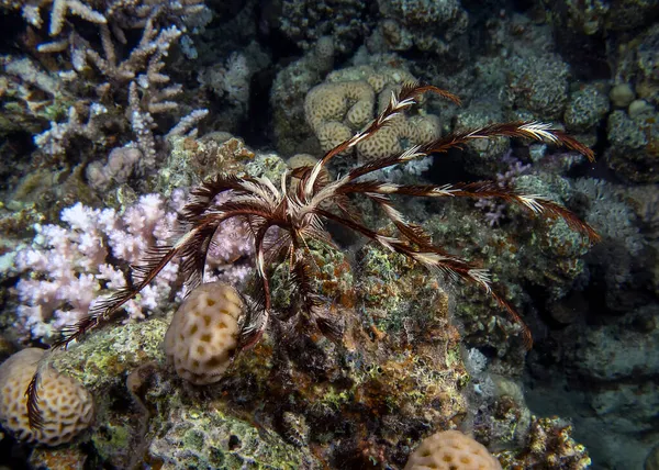 Tüy Yıldızı Crinoidea Kızıl Deniz — Stok fotoğraf