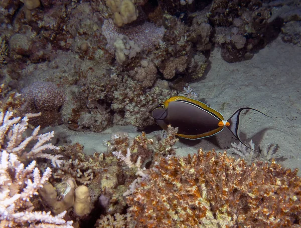 Kızıl Deniz Mısır Bir Orangespine Unicornfish Naso Lituratus — Stok fotoğraf