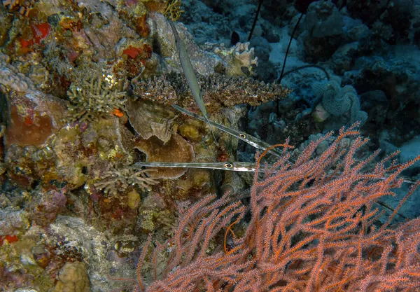 Bluespotted Cornetfish Fistularia Commersonii Rudém Moři Egypt — Stock fotografie