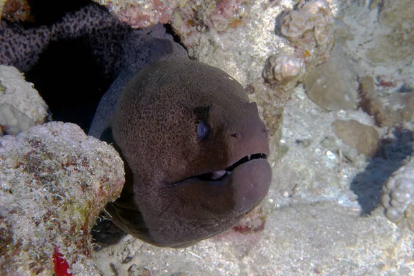 Una Anguila Gigante Moray Gymnothorax Javanicus Mar Rojo —  Fotos de Stock