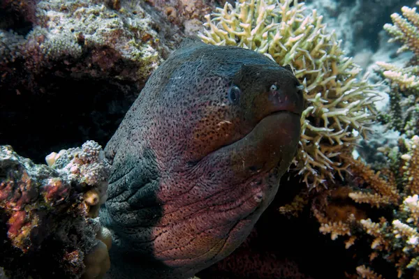 Una Anguila Gigante Moray Gymnothorax Javanicus Mar Rojo — Foto de Stock