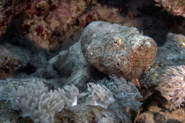 红海中的一种魔鬼蝎鱼 天蝎鱼 — 图库照片