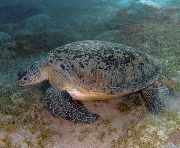 Una Tartaruga Marina Verde Chelonia Mydas Nel Mar Rosso — Foto Stock