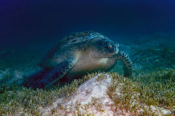 Una Tartaruga Marina Verde Chelonia Mydas Nel Mar Rosso — Foto Stock