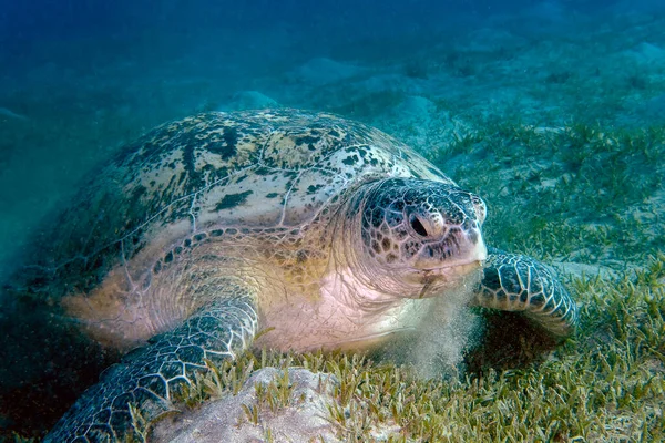 Una Tartaruga Marina Verde Chelonia Mydas Nel Mar Rosso — Foto Stock