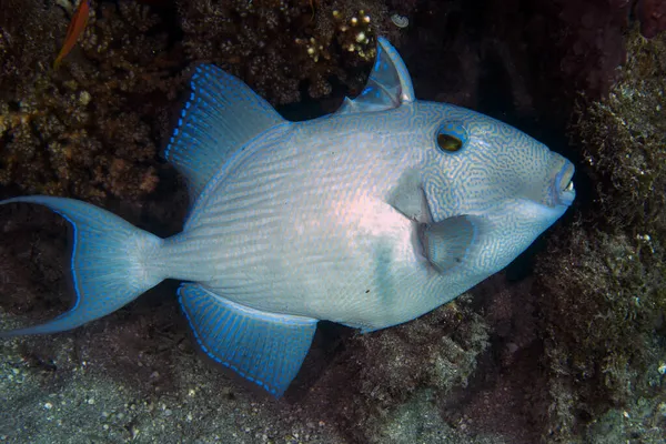 Kızıl Deniz Mısır Mavi Tetik Balığı Pseudobalistes Fuscus — Stok fotoğraf