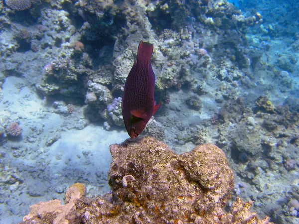 Een Swarthy Parrotfish Scarus Niger Rode Zee Egypte — Stockfoto