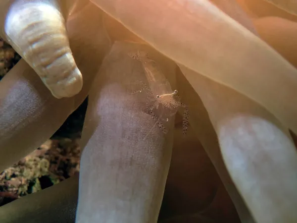 Camarão Parceiro Ornado Periclimenes Ornatus Mar Vermelho Egito — Fotografia de Stock