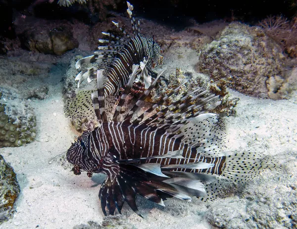 Ryba Pospolita Pterois Volitans Morzu Czerwonym — Zdjęcie stockowe