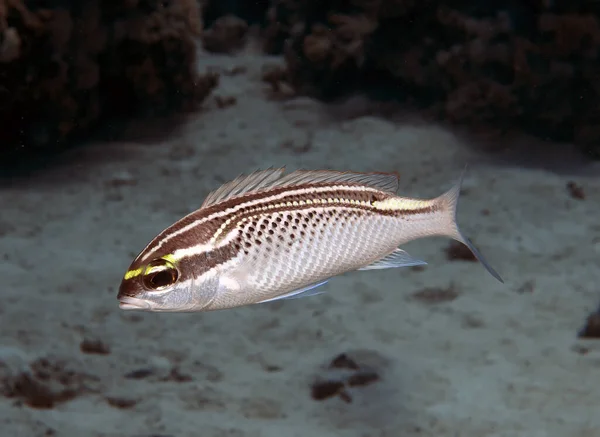 Een Arabische Threadfin Bream Scolopsis Ghanam Rode Zee — Stockfoto