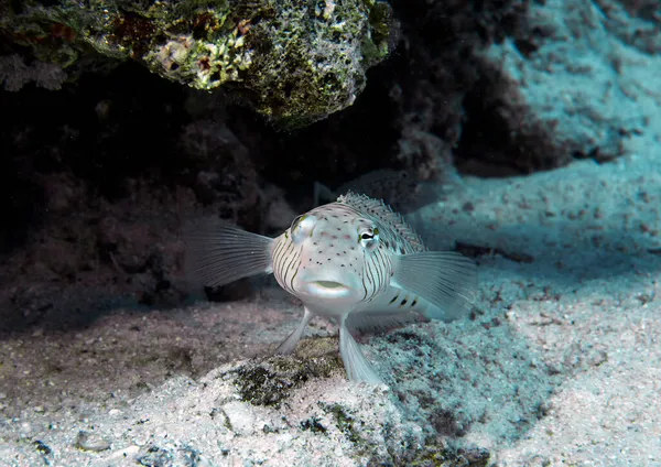 Speckled Sandperch Parapercis Hexophtalma Red Sea Egypt — Stock Photo, Image