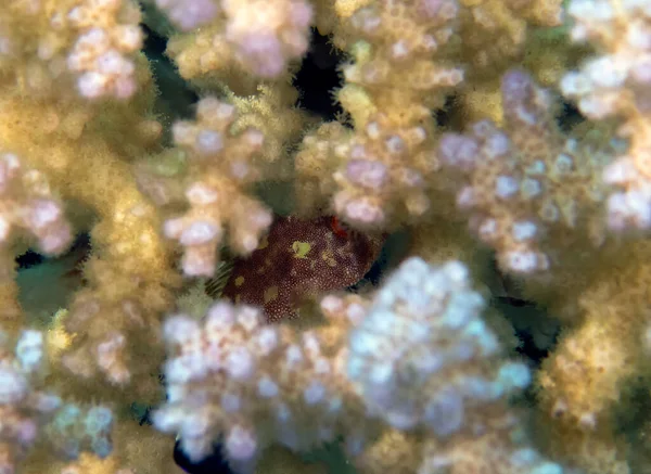 Ein Gelbfleck Skorpionfisch Sebastapistes Cyanostigma Roten Meer Ägypten — Stockfoto