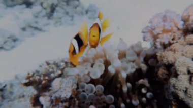 Mısır 'da bir Kızıl Deniz Anemonbalığı' nın (Amphiprion bicinctus) 4k video görüntüleri