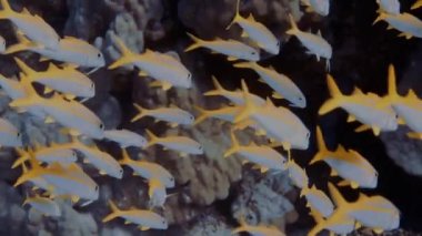 Sarı Keçi Balığı 'nın (Mulloidichthys martinicus) Kızıl Deniz, Mısır' daki 4k video görüntüleri