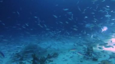 Kızıl Deniz 'de gece vakti mercan resiflerinden beslenen çok sayıda piyadenin 4k video görüntüsü.