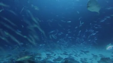 Dev Trevally 'nin (Caranx ignobilis) gece vakti Mısır' daki Kızıl Deniz 'de yiyecek avlarken çekilmiş 4k video görüntüleri