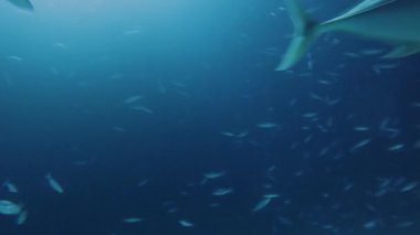 Dev Trevally 'nin (Caranx ignobilis) gece vakti Mısır' daki Kızıl Deniz 'de yiyecek avlarken çekilmiş 4k video görüntüleri