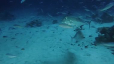 Dev Trevally 'nin (Caranx ignobilis) gece vakti Mısır' daki Kızıl Deniz 'de yiyecek avlarken çekilmiş 4k video görüntüleri