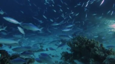 Kızıl Deniz 'de gece vakti mercan resiflerinden beslenen çok sayıda piyadenin 4k video görüntüsü.