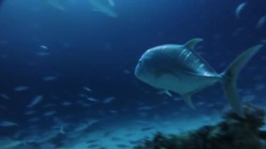 Dev Trevally 'nin (Caranx ignobilis) gece vakti Mısır' daki Kızıl Deniz 'de yiyecek avlarken çekilmiş 4k video görüntüleri