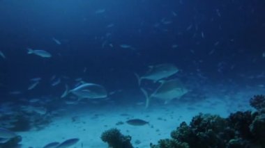 Dev Trevally 'nin (Caranx ignobilis) gece vakti Mısır' daki Kızıl Deniz 'de yiyecek avlarken çekilmiş 4k video görüntüleri