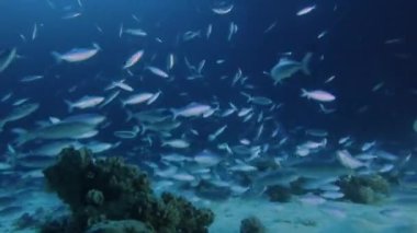Dev Trevally 'nin (Caranx ignobilis) gece vakti Mısır' daki Kızıl Deniz 'de yiyecek avlarken çekilmiş 4k video görüntüleri