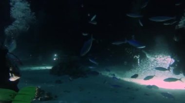 Dev Trevally 'nin (Caranx ignobilis) gece vakti Mısır' daki Kızıl Deniz 'de yiyecek avlarken çekilmiş 4k video görüntüleri