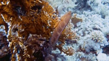 Kızıl Deniz, Mısır 'da bir Mercan Grubunun (Cephalopholis miniatasının) 4k video görüntüleri