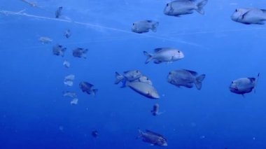 Kızıl Deniz, Mısır 'daki Bigeye İmparatorlarının (Monotaxis grandoculis) 4k video görüntüleri