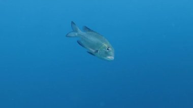 Kızıl Deniz, Mısır 'daki Bigeye İmparatorlarının (Monotaxis grandoculis) 4k video görüntüleri