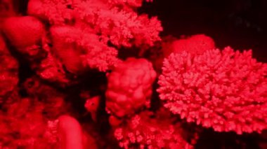 Bir mercan resifinin 4k video görüntüleri, Mısır 'daki Kızıl Deniz' de gece kırmızı ışık kullanılarak aydınlatıldı.
