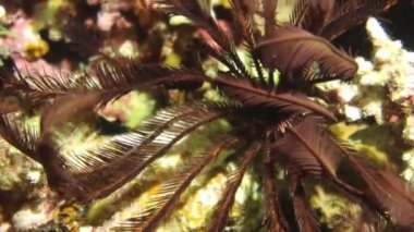 Bir Tüylü Yıldız 'ın (Crinoidea sp.) 4k video görüntüleri. Kızıl Deniz 'de Mısır' da