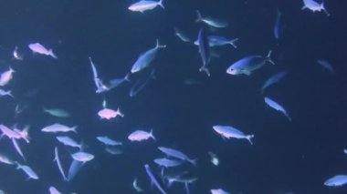 Kızıl Deniz 'de gece vakti mercan resiflerinden beslenen çok sayıda piyadenin 4k video görüntüsü.