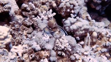 Mısır 'ın başkenti Kızıldeniz' de bulunan Pseudanthias Squamipinnis 'in (Pseudanthias Squamipinnis)...