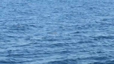 4k video görüntüleri, Mısır 'da Kızıldeniz' de bulunan küçük bir Spinner Dolphins (Stenella longirostris) kapsülünün görüntüleridir.