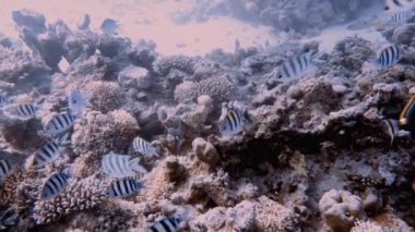 Başçavuş Majors 'un (Abudefduf Saxatilis) Kızıl Deniz, Mısır' daki 4k video görüntüleri