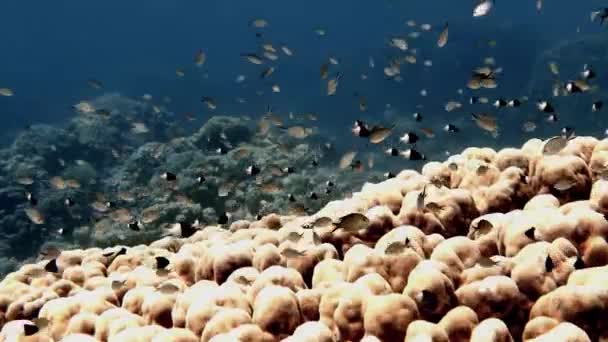4K段关于在埃及红海珊瑚礁附近游泳的小鱼的录像 — 图库视频影像