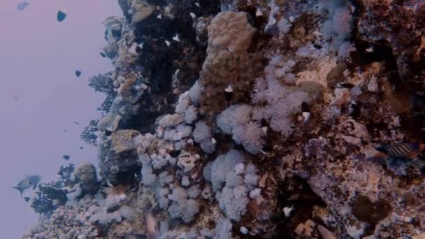 Nagranie Wideo Małych Ryb Pływających Blisko Rafy Koralowej Morzu Czerwonym — Wideo stockowe