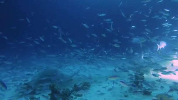 Filmagem Vídeo Grande Número Fuzileiros Alimentando Recife Coral Noite Mar — Vídeo de Stock