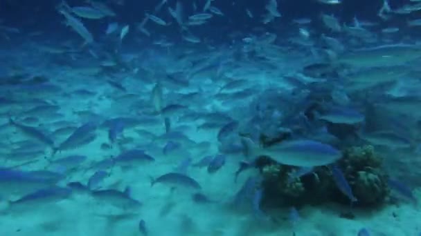 Filmagem Vídeo Grande Número Fuzileiros Alimentando Recife Coral Noite Mar — Vídeo de Stock