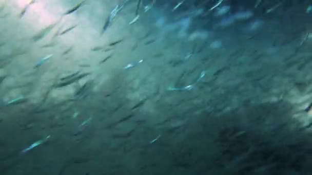 Videomaterial Von Einer Riesigen Anzahl Kleiner Fische Die Einem Nächtlichen — Stockvideo