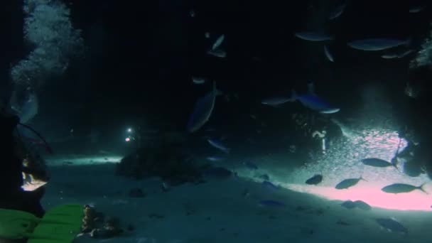 Vidéo Giant Trevally Caranx Ignobilis Recherche Nourriture Nuit Dans Mer — Video