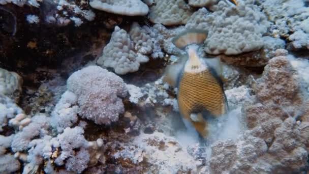 エジプト紅海のタイタン トリガーフィッシュ バリストイ科の魚 の4Kビデオ映像 — ストック動画