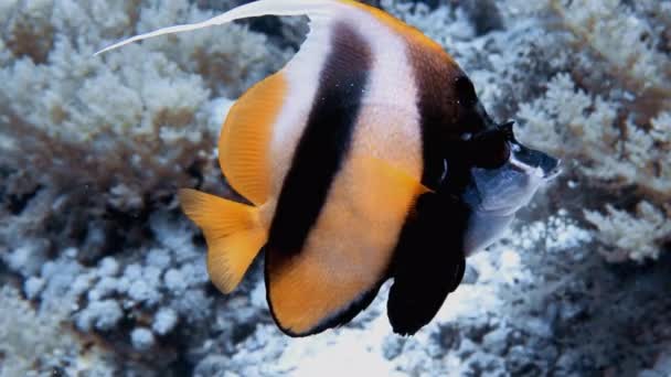 Filmagem Vídeo Bannerfish Mar Vermelho Heniochus Intermedius Egito — Vídeo de Stock