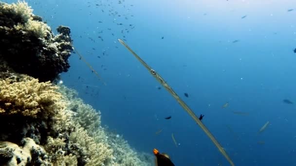 Видеоматериалов Bluespotted Cornetfish Fistularia Commersonii Красном Море Египет — стоковое видео