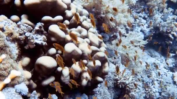 エジプト紅海のサンゴ礁の近くで泳ぐ小さな魚の4Kビデオ映像 — ストック動画