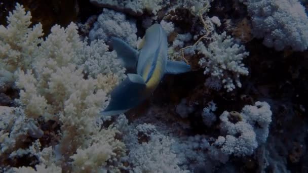 Nagranie Wideo Rusty Parrotfish Scarus Ferrugineus Morzu Czerwonym Egipt — Wideo stockowe