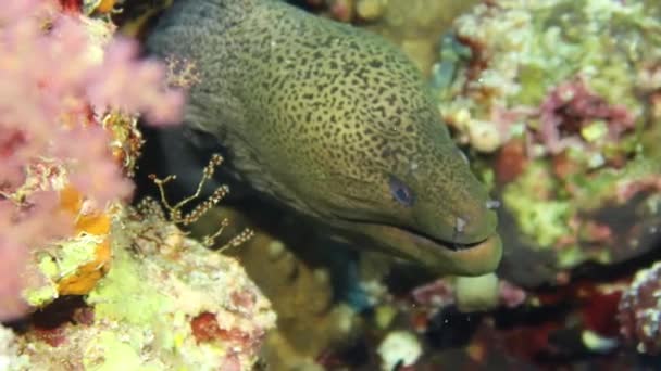 埃及红海一只巨大的莫莱鳗鱼 Gymnothorax Javanicus 的4K视频镜头 — 图库视频影像