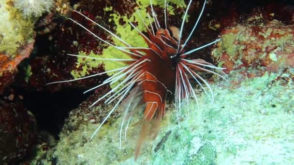 Materiał Wideo Clearfin Lionfish Pterois Radiata Morzu Czerwonym — Wideo stockowe